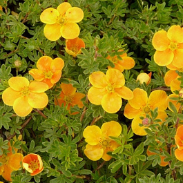 Лапчатка кустарниковая Тэнджерин Лапчатка кустарниковая Тэнджерин
