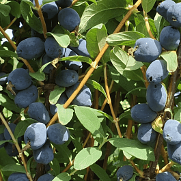 Жимолость плодовая Boreal Beauty