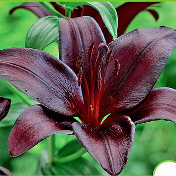 Лилия азиатская Найт Райдер