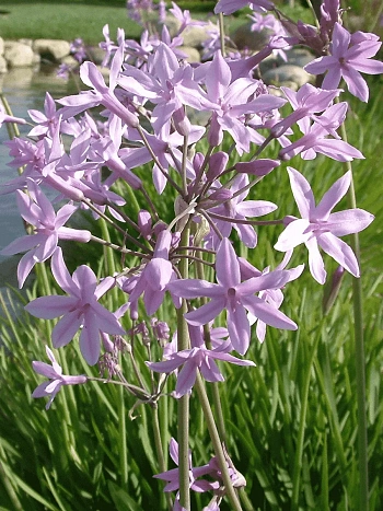 Тульбагия фиолетовая