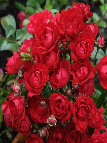 Роза почвопокровная Miniature Red