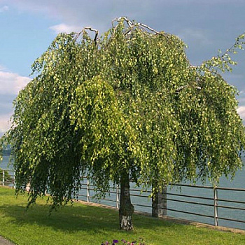 Береза повислая Юнги