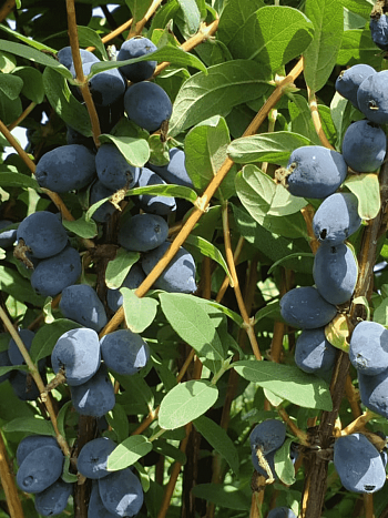 Жимолость плодовая Boreal Beauty