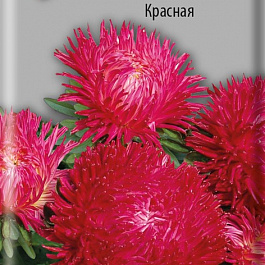 Астра Балун Красная