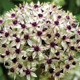 Лук декоративный Сильвер Спринг