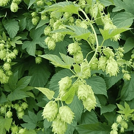 Хмель обыкновенный(М)