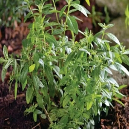 Липпия лимонная Limoncello