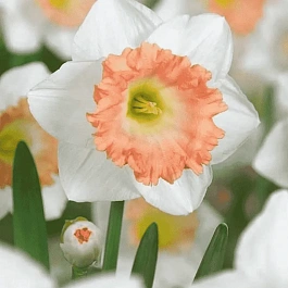 Нарцисс British Gamble