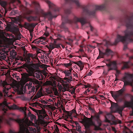 Барбарис Тунберга Pink Queen