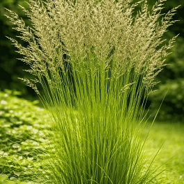 Молиния голубая Torch