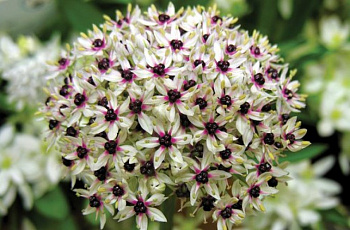 Лук декоративный Сильвер Спринг