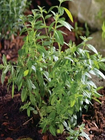 Липпия лимонная Limoncello