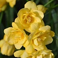 Фрезия Double Yellow