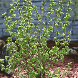 Фундук Scooter