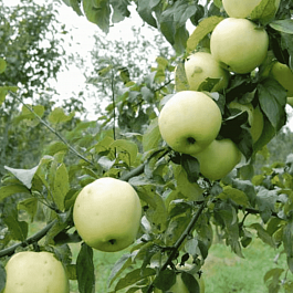 Яблоня Антоновка смоленская