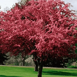 Яблоня Недзвецкого Royalty