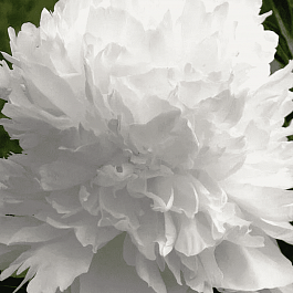 Пион Молочноцветковый Double White