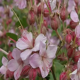 Герань крупнокорневищная Ingwersen’s Variety 