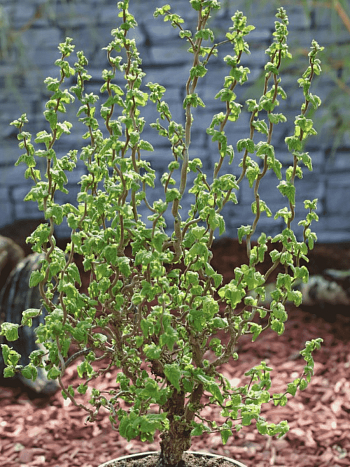 Фундук Scooter