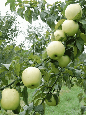 Яблоня Антоновка смоленская