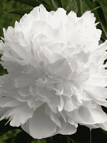 Пион Молочноцветковый Double White