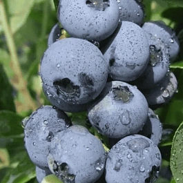 Голубика высокорослая Goldtraube71