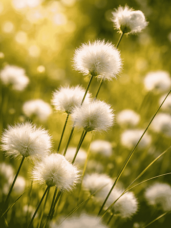 Пушица влагалищная