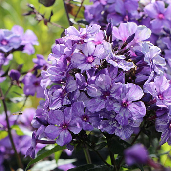 Флокс метельчатый Фрекл Блу Шейдз НАБОР 2ШТ (1+1) Флокс метельчатый Фрекл Блу Шейдз НАБОР 2ШТ (1+1)