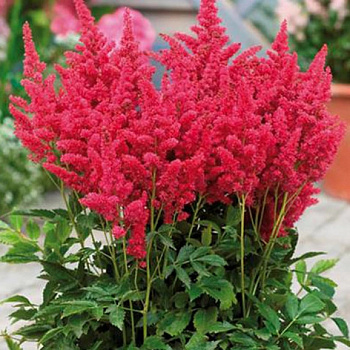 Астильба гибридная Файрберри