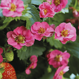 Земляника Summer Breeze pink