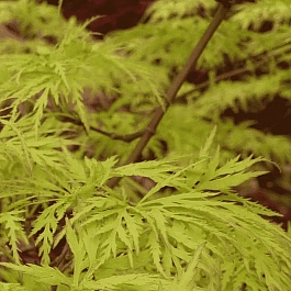 Клен веерный Emerald Lace