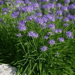 Кольник Шейхцера