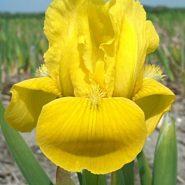 Ирис карликовый Брасси Ирис карликовый Брасси