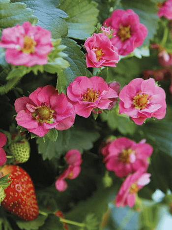 Земляника Summer Breeze pink