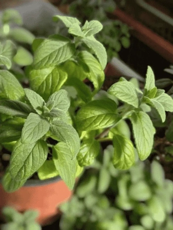 Мята перечная Swiss