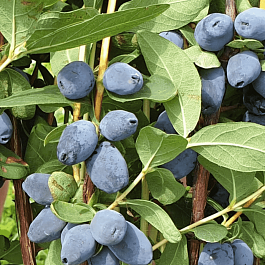 Жимолость плодовая Giant's Heart