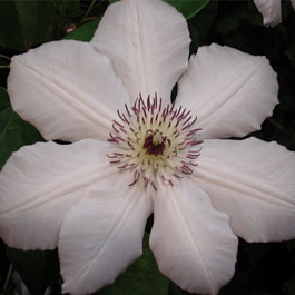 Клематис крупноцветковый Королева Ядвига