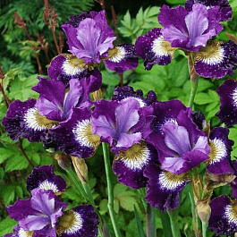 Ирис сибирский Contrast in Styles