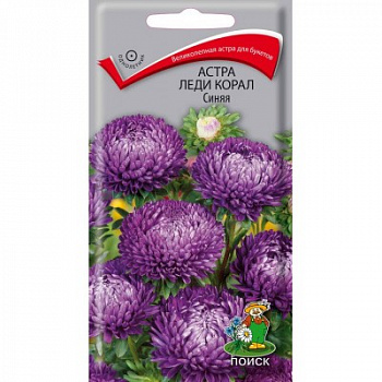 Астра Леди Корал Синяя