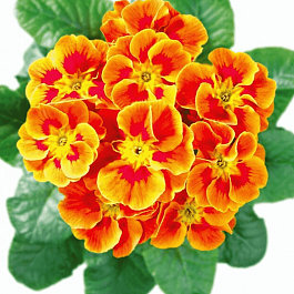 Примула Hethor Tagetes Orange