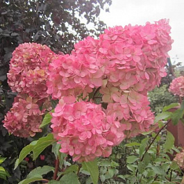 Гортензия метельчатая Amarine