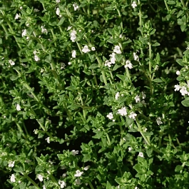 Тимьян обыкновенный Fredo Strong