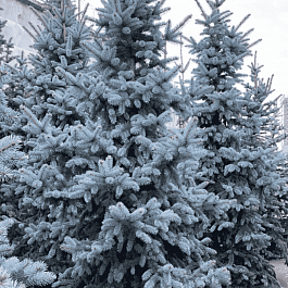 Ель колючая Blue Mountain