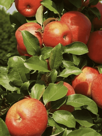 Яблоня Honeycrisp