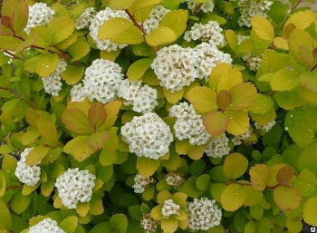 Спирея березолистная Тор Голд