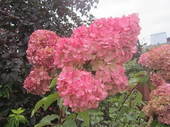 Гортензия метельчатая Amarine