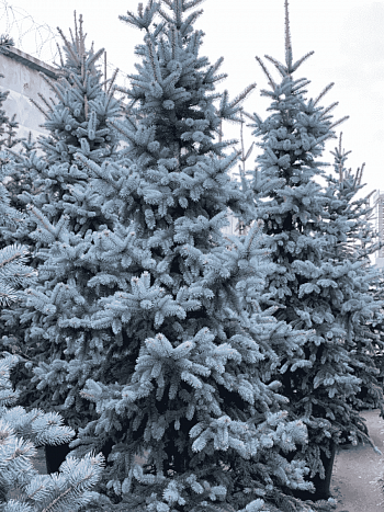 Ель колючая Blue Mountain