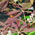 Каштан конский красный павия Purple Spring Каштан конский красный павия Purple Spring