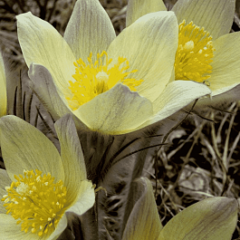 Прострел обыкновенный Bells White