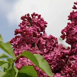 Сирень обыкновенная Старая Москва